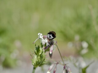 The buff-tailed bumblebee or large earth bumblebee (Bombus terrestris) on a flower. Sweden