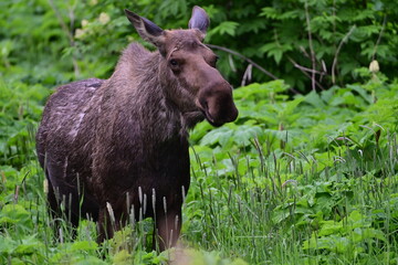 Moose Walking in lots of Greenery