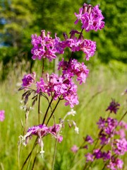 Obraz premium Flowers of the sticky catchfly (Viscaria vulgaris) or clammy campion, is a flowering plant in the family Caryophyllaceae. Sweden