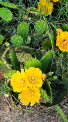 Prickly pear cactus with bright yellow flowers growing outdoors, green pads and natural garden setting, Mediterranean plant, desert flora, summer botanical detail.
