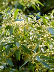 Flowering of the silverberry or wolf-willow (Elaeagnus commutata) cultivar, 'Zempin', have a strong...