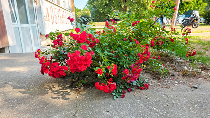 Obraz premium Blooming red roses on a garden bush with lush green leaves, natural sunlight and shallow depth of field, romantic floral scene, summer garden mood, vivid petals and natural textures.