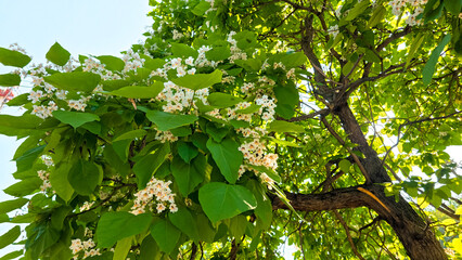 Close-up of white spring flowers blooming among large green leaves on a tree. Natural floral background with fresh foliage and soft daylight.