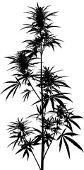 Silhouette of a cannabis plant, vector illustration on a white background, png, transparent