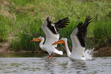 American White Pelicans taking off 