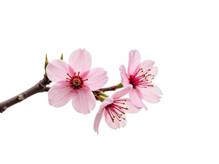 pink cherry blossom branch, transparent white background,