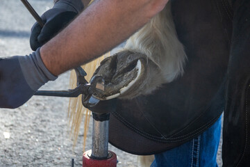 Farrier fix a horse hoof