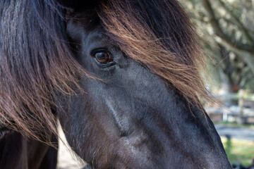 Beautiful horse breeds,