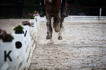 Dressage horse dressage riding dressage tournament close-ups impressions.