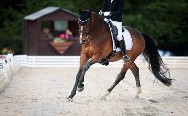 Dressage horse dressage riding dressage tournament close-ups impressions.