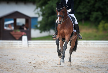 Dressage horse dressage riding dressage tournament close-ups impressions.