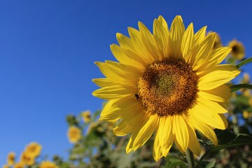 A vibrant sunflower field under a blue summer sky. Yellow sunflowers stand tall against the clear sky, creating a picturesque view.