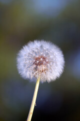dandelion seed head