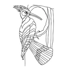 worodpecker on a branch vector illustrations. simple drawing. easy to edit