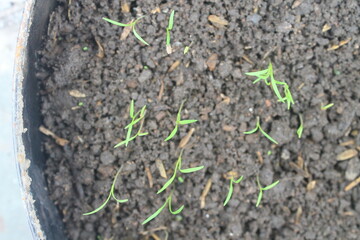 Sowing carrot seeds in pots