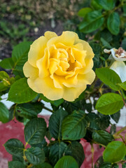  A vibrant yellow rose in full bloom surrounded by glossy green foliage. The delicate petals and rich color create a stunning centerpiece in this natural garden close-up.