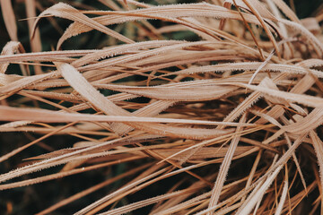 Dry Leaves Covered in Frost.Perennial cereals in the garden in winter. Imperata cylindrica in winter weather.Close-up of Brown Grass Covered with Frost.