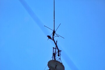 Silhouette of a bird perched on a transmitter mast