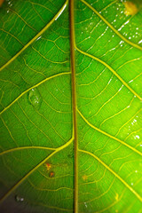 Macro shot of infected green foliage