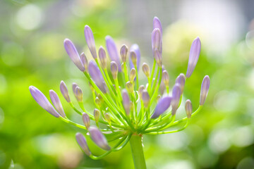 梅雨の時期に涼しそうな色合いで楽しませてくれるアガバンサス。西洋では「愛の花」とされ、花言葉は「恋の訪れ」「愛の訪れ」
