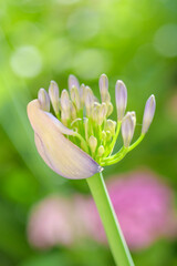 梅雨の時期に涼しそうな色合いで楽しませてくれるアガバンサス。西洋では「愛の花」とされ、花言葉は「恋の訪れ」「愛の訪れ」