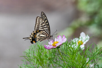 早咲きのコスモスの蜜を吸うアゲハチョウ