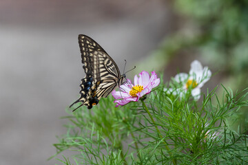 早咲きのコスモスの蜜を吸うアゲハチョウ