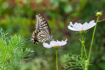 早咲きのコスモスの蜜を吸うアゲハチョウ