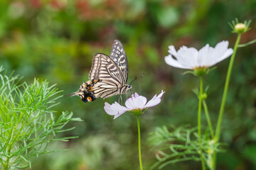 早咲きのコスモスの蜜を吸うアゲハチョウ