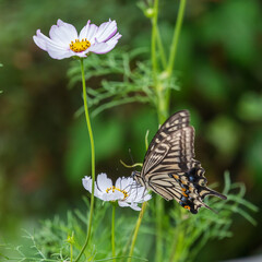 早咲きのコスモスの蜜を吸うアゲハチョウ