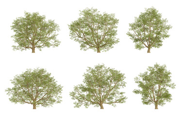3d trees illustration of Phellodendron amurense in different view on transparent background