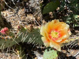 cactus in the desert