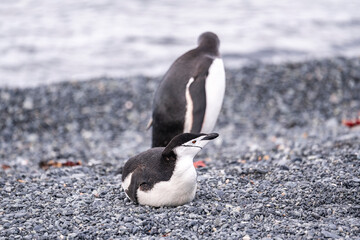 Chinstrap penguin of antarctica on a beach