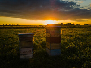 sunset over the field