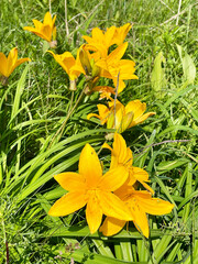 Beautiful flowers of the Amur daylily in the bay of Akhlestyshev on Russian Island in June. Russia, Vladivostok, Primorsky Krai