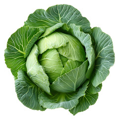 Fototapeta premium fresh green cabbage head isolated on transparent background