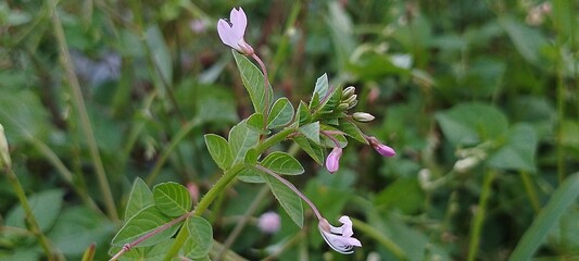 Obraz premium Small Light Purple Wildflowers with Green Leaves in Natural Garden, Close-Up of Delicate Blossoms and Foliage, Perfect for Botanical, Nature, Floral, and Springtime Background Themes