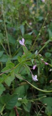 Small Light Purple Wildflowers with Green Leaves in Natural Garden, Close-Up of Delicate Blossoms and Foliage, Perfect for Botanical, Nature, Floral, and Springtime Background Themes
