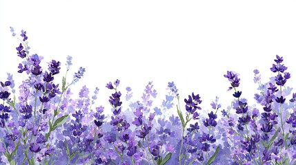 Beautiful Watercolor Lavender Flowers Purple Floral Botanical Illustration White Background Romantic Spring Summer Nature Design Elegant Floral Border Wedding Invitation Card      