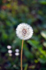 dandelion in the grass