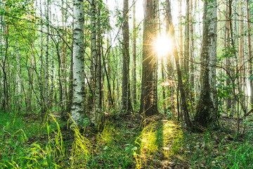 sun rays in forest