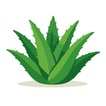 aloe soft cream Aloe Crème – Joylin Naturals main image 1