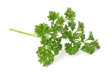 Sprig of fresh parsley isolated on white