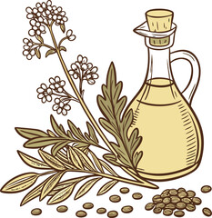 Detailed illustration of rapeseed plants and seeds with a glass bottle of oil representing healthy cooking components