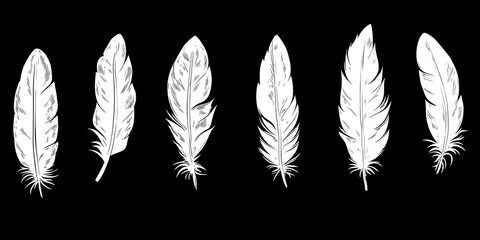 Obraz premium Hand-Drawn Bird Feathers Illustrations Arranged on a Black Background