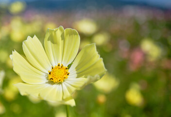 秋晴れの日の鮮やかなコスモスの花