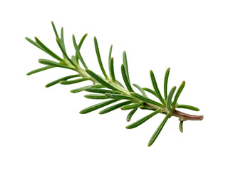 Fototapeta premium Realistic fresh rosemary sprigs, isolated on white background,raw,green,nature