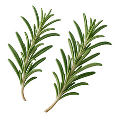 Fototapeta premium Realistic fresh rosemary sprigs, isolated on white background,