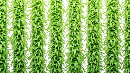 Neatly trimmed grass lines, seamless pattern, isolated on white background, fresh,nature,summer