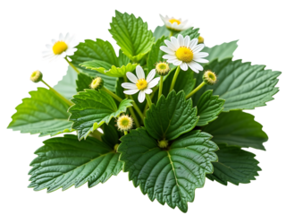 Strawberry plant leaves and white flowers, botanical detail, natural lighting,hern,leaves,flora